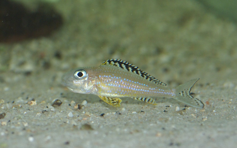 Xenotilapia papilio 'Tembwe (Deux)'